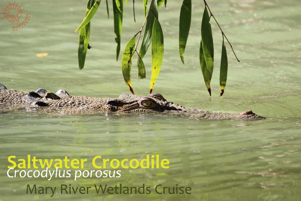 Saltwater Crocodile Wild Top End