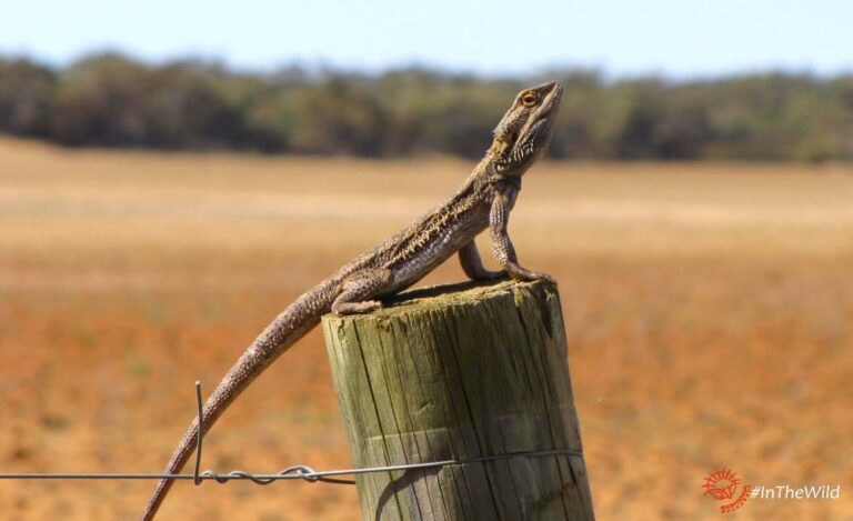 reptiles of Mungo Outback tour: Pogona vitticeps on fencepost