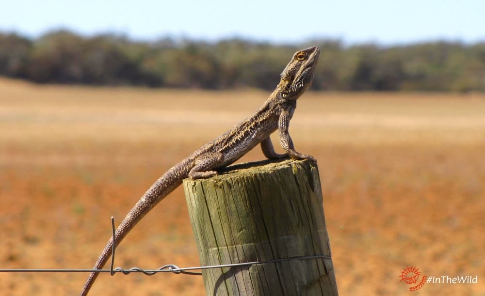 reptiles of Mungo Outback tour: Pogona vitticeps on fencepost