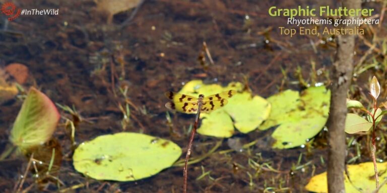Dragonfly on billabong Mary River National Park