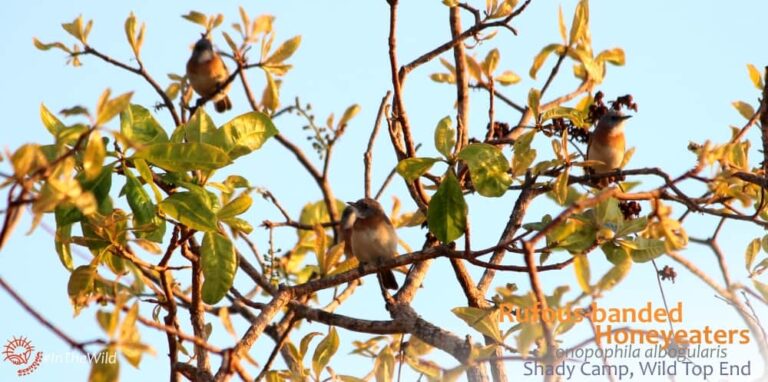 small birds in tree Northern Territory Australia
