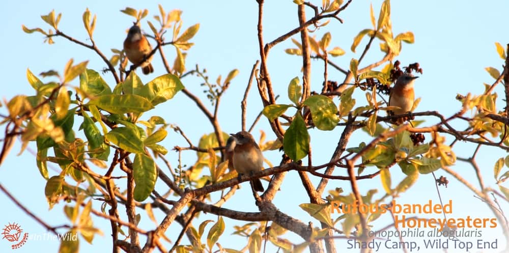 small birds in tree Northern Territory Australia