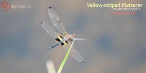 Dragonflies of Northern Australia Rhyothemis phyllis