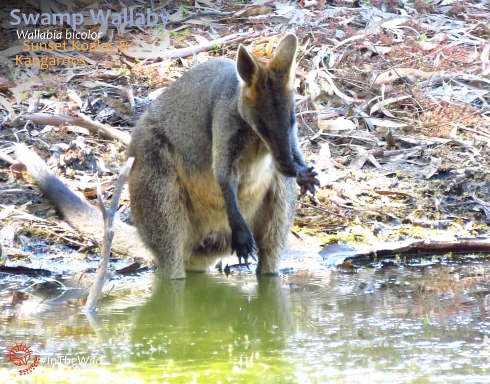 wild wallaby licking hand