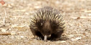 Wildlife East Gippsland January 2018 Echidna
