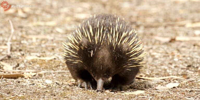 Wildlife East Gippsland January 2018 Echidna