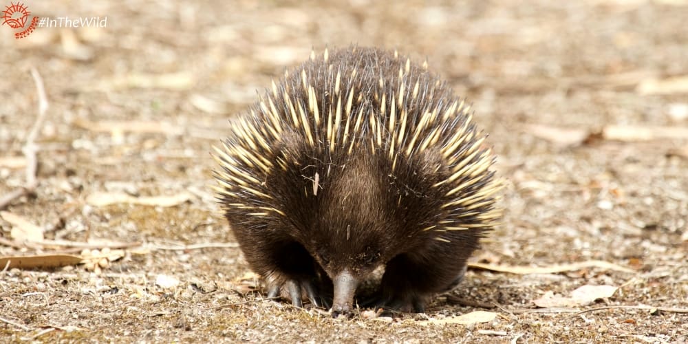 Wildlife East Gippsland January 2018 Echidna