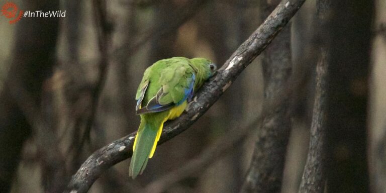 Wildlife East Gippsland January 2018 Turquoise Parrot