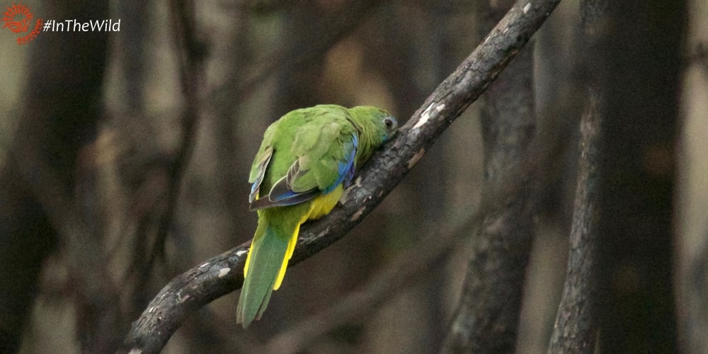 Wildlife East Gippsland January 2018 Turquoise Parrot
