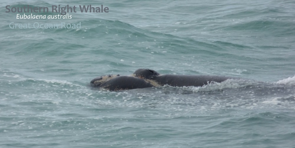 southern right whale great ocean road