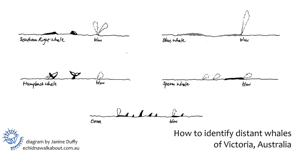 identification diagram whales great ocean road victoria 