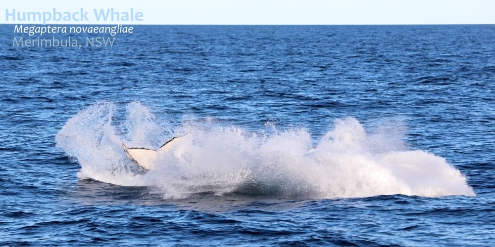 identify humpback whale victoria 