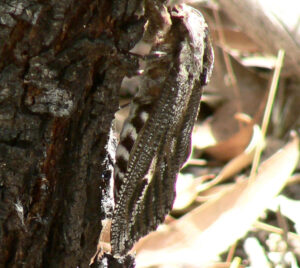 Citizen Science Wins with Wattle Goat Moth Finding on Tour